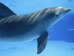 Un total de 12 niños reciben las terapias asistidas con delfines. ARCHIVO /