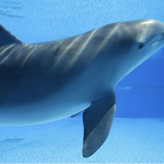 Dan terapias con delfines a niños con discapacidad