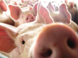 Foco. A los productores locales les interesa más mercado como Japón, Corea o Vietnam, revela el Presidente de la URPJ. AP /