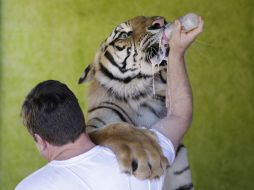 Hasta el momento los nueve 'gatitos' no han hecho daño a nadie, la familia Borges quiere conservarlos a su lado. AP /