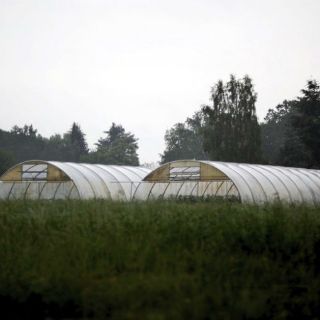 Semilleros clonales serán instalados en Quintana Roo: Conafor