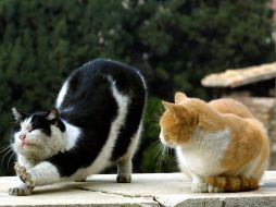 Los habitantes de éstas islas ven como un augurio de buena suerte la presencia de los gatos. ARCHIVO /