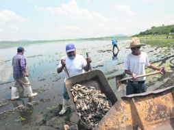 Tras el derrame de melaza en la Presa Valencia, en junio pasado, 500 toneladas de peces murieron. EL INFORMADOR /