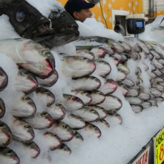Más de diez tips para saber elegir pescados frescos