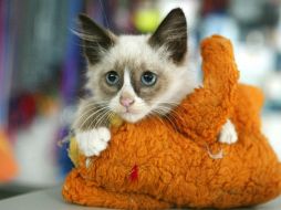 Es necesario acudir al veterinario al notar algo en los gatos para evitar enfermedades. ARCHIVO /