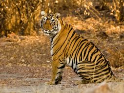 Semana de Felinos Salvajes se transmite en Animal Planet desde las 8 PM , y concluye el próximo domingo 6 de octubre.  /