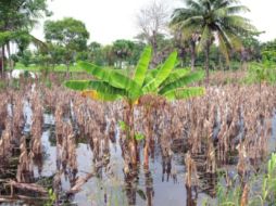 Los daños a las hectáreas de temporal son el grueso del costo. CUARTOSCURO.  /