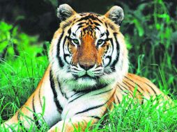 La iniciativa de Animal Planet es hacer un llamado de atención sobre la fragilidad de las especies amenazadas en su propio hábitat. ESPECIAL /