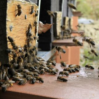 Abejas matan a 42 personas en China