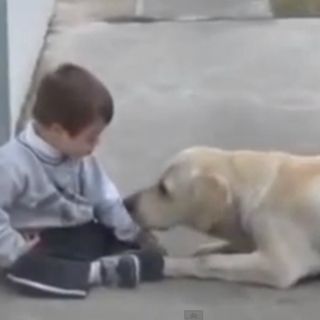 Labrador y niño con Síndrome de Down conmueven en Internet
