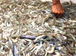 Hundido. El sector acuícola de la entidad está en aprietos, alerta López Brito. CUARTOSCURO  /