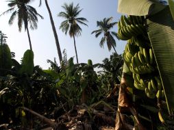 José de Jesús García, jefe de Fomento Agropecuario de Tomatlán, calcula que los daños ascienden a 42 millones de pesos. ARCHIVO /