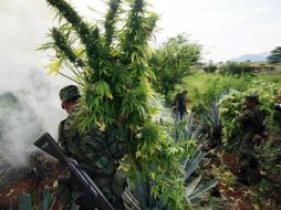 Se incineraron alrededor de 180 mil plantas en el municipio de Ahucatlán. ARCHIVO /