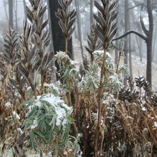 Lo peor que le pasó al Nevado de Toluca fue ser Parque Nacional: Semarnat