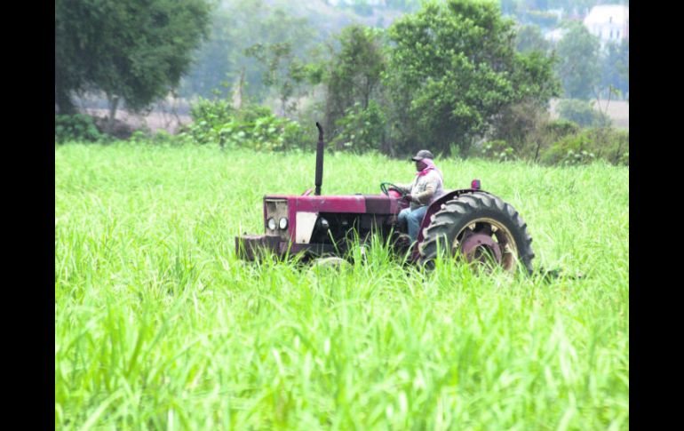 Los pequeños productores son el núcleo que resultaría más diezmado, de aprobarse la reforma fiscal propuesta por Peña Nieto. EL INFORMADOR /