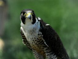 Las aves alertan sobre lo que pasa en nuestro entorno, tanto en la urbe como en el campo. ARCHIVO /