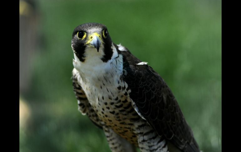 Las aves alertan sobre lo que pasa en nuestro entorno, tanto en la urbe como en el campo. ARCHIVO /