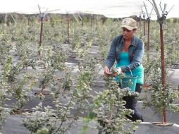 Señalan que uno de los principales retos será garantizar la seguridad alimentaria. ARCHIVO /