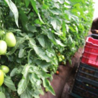 CNA propone ISR de 26% para el sector