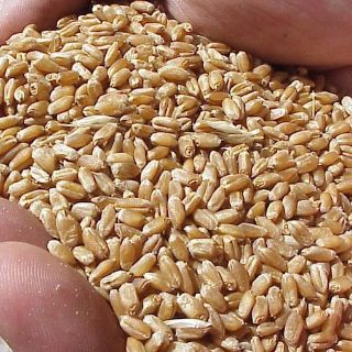 La FAO advierte problemas con precios de alimentos