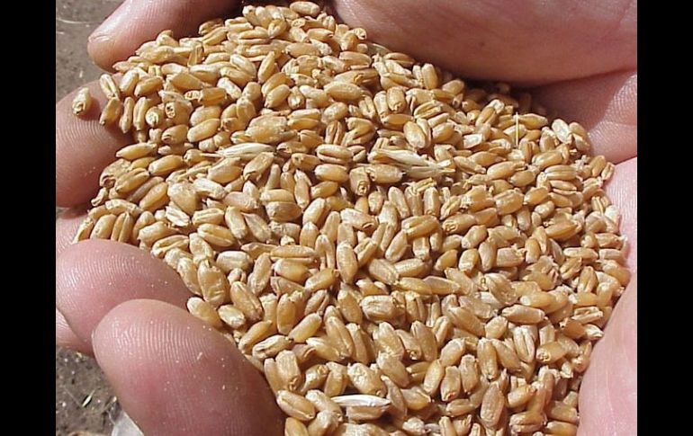 La producción de cereales se ha recuperado y un mayor ratio entre reservas y utilización debería traer más estabilidad a los precios. ARCHIVO /