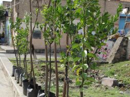 Los árboles tienen una altura de hasta dos metros. ESPECIAL /