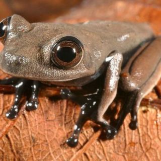 Descubren 60 nuevas especies en Surinam