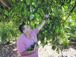Además de los costos de fertilizantes y cuidado, las extorsiones que deben pagar los productores casi no les dejan ganancias. AP /