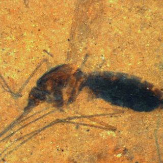 Descubren raro fósil de mosquito de hace 46 millones de años