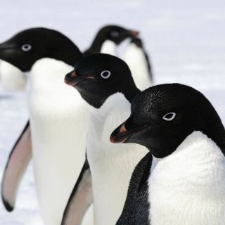 La dieta de los pingüinos Adelaida, bajo el microscopio