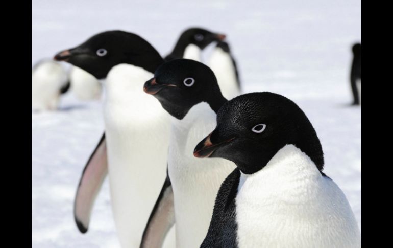 Australian Antartic Division muestra varios pinguinos de Adelaida, que miden 76 cm y pesan unos cuatro kilos en su hábitat. EFE /