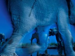 La fotografía fue captada desde un contenedor de carga situado a un metro de los animales en una charca de una reserva natural. ESPECIAL /