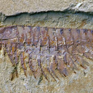 Hallan en un fósil de artrópodo sistema nervioso similar al de arañas