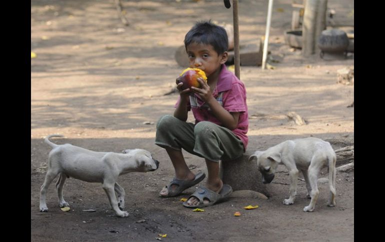 El Día Mundial de la Alimentación (DMA), que se celebra en 150 países, es también el aniversario de la fundación de la FAO. ARCHIVO /
