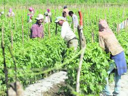 Sequía. De acuerdo con la FAO, 75% de productores del campo que están por debajo de línea de pobreza.  /
