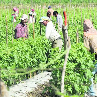 La productividad agrícola de México, de las más pobres de AL