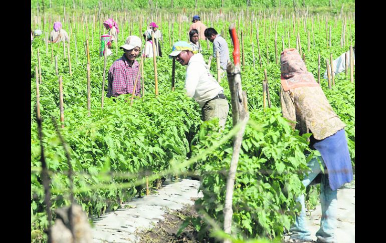 Sequía. De acuerdo con la FAO, 75% de productores del campo que están por debajo de línea de pobreza.  /