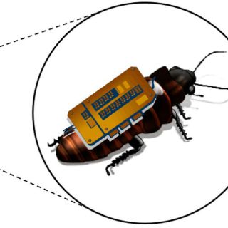 Desarrollan software que utiliza insectos robots