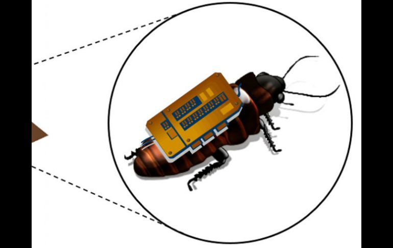 A los insectos se les equipa con un dispositivo eléctrico de sensor que envía señales para monitorear sus movimientos. EFE /