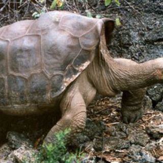 Al rescate de las tortugas gigantes de Galápagos