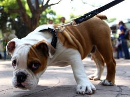 Señalan que el estudio no demuestra que los perros puedan amar a los humanos. ARCHIVO /