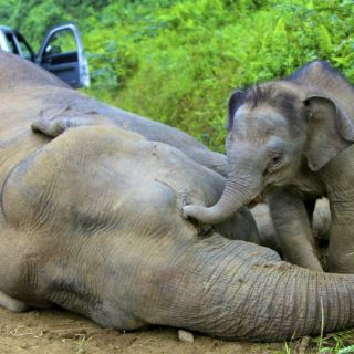 Eleva la cifra de elefantes envenenados en Zimbabue