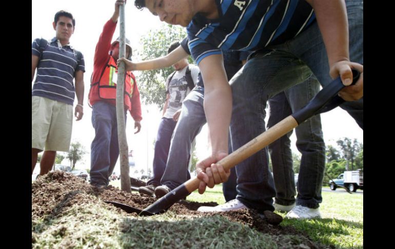 Algunas especies plantadas son: primavera, ceiba, rosa morada, jacaranda entre otras. ARCHIVO /