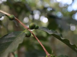 Con el proyecto, se pretende que los productores de café reciban más ingresos por su venta. ARCHIVO /