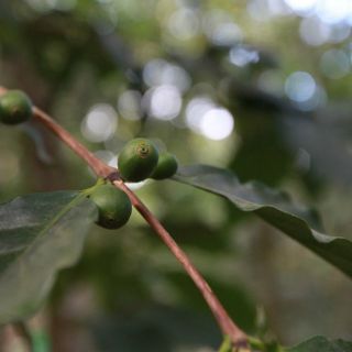''México ha perdido productividad en café''