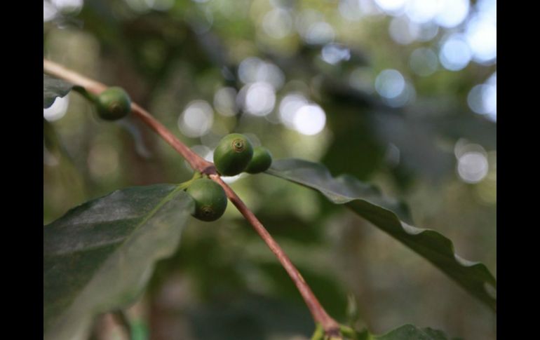 Con el proyecto, se pretende que los productores de café reciban más ingresos por su venta. ARCHIVO /