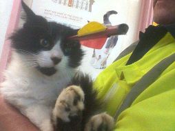 ''Moo Moo'' fue atendido en el hospital veterinario de la Universidad de Massey, en Nueva Zelanda. EFE /