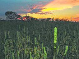 La primera piedra del Centro Universitario de Zapotlanejo se puso en marzo de 2013. Todavía no se ha podido colocar la segunda.  /
