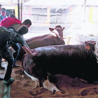 Día de campo en la ciudad