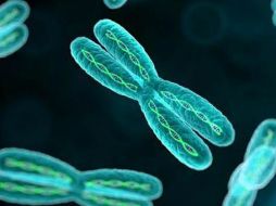 Los investigadores analizaron el genoma mediante la aplicación de técnicas genómicas y bioinformáticas. ESPECIAL /